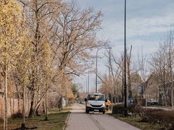 Łódź. Śliwy i lipy ozdobiły Rojną w Łodzi. To część wielkiej akcji sadzenia drzew w mieście