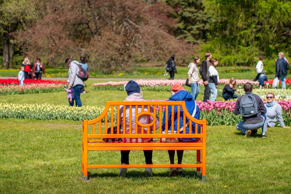 Łódź. Tysiące tulipanów w Ogrodzie Botanicznym w Łodzi. Przyjdź i zobacz je na własne oczy!