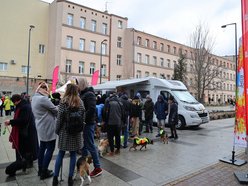 Łódź. Parada Kundelków przejdzie ulicami Łodzi. Merdające ogony przejmą Piotrkowską. Wpadnij ze swoim psem!