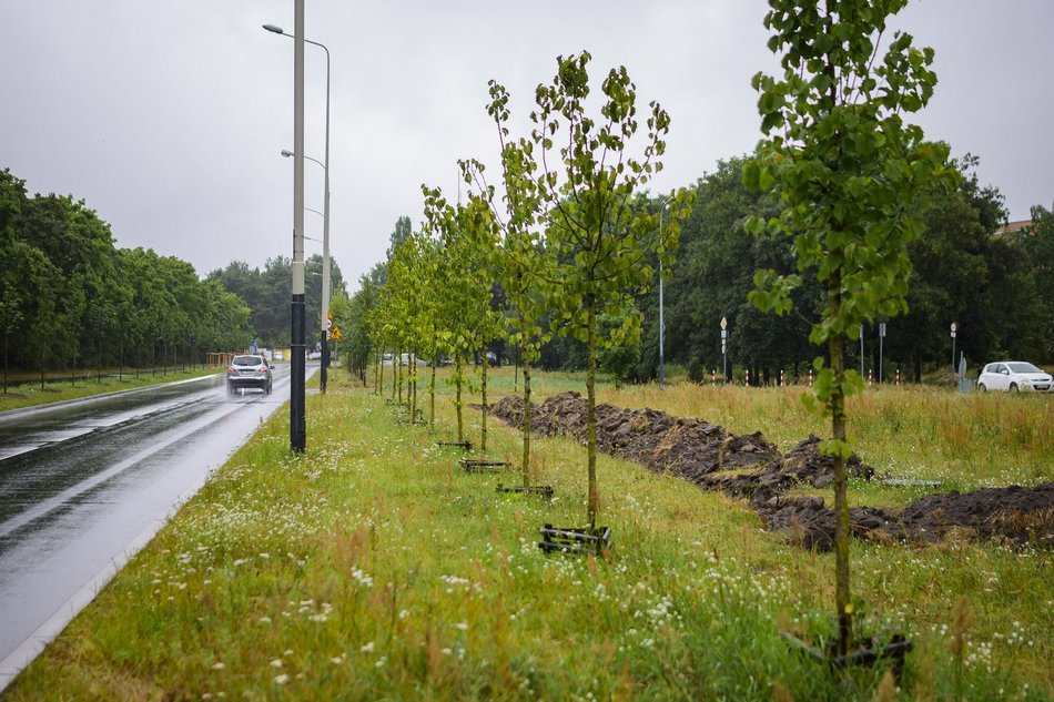 Łódź. Popiełuszki coraz bardziej zielona. Nowe drzewa i krzewy poprawiły estetykę ulicy