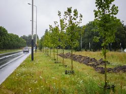 Łódź. Popiełuszki coraz bardziej zielona. Nowe drzewa i krzewy poprawiły estetykę ulicy