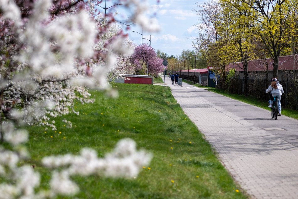 Łódź. Biało-różowy zawrót głowy na Rokicińskiej w Łodzi. Kwitnąca przyroda wygląda, jak z bajki!