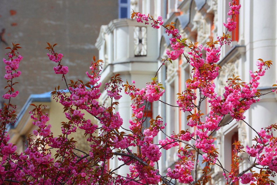 Przepiękne wiśnie kwitną na woonerfie Traugutta