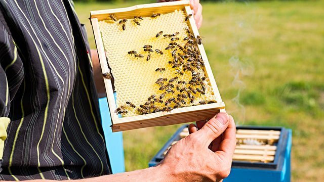 Światowy Dzień Pszczół. Zobacz, jak o te owady dba Orientarium Zoo Łódź [ZDJĘCIA]