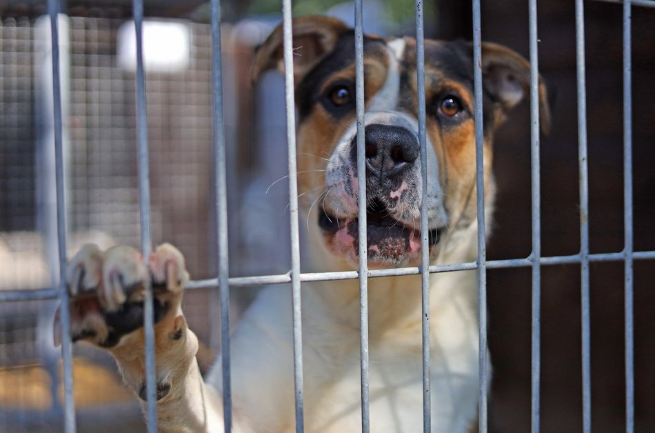 Schronisko w Łodzi. Mnóstwo zwierząt czeka na na nowy dom!