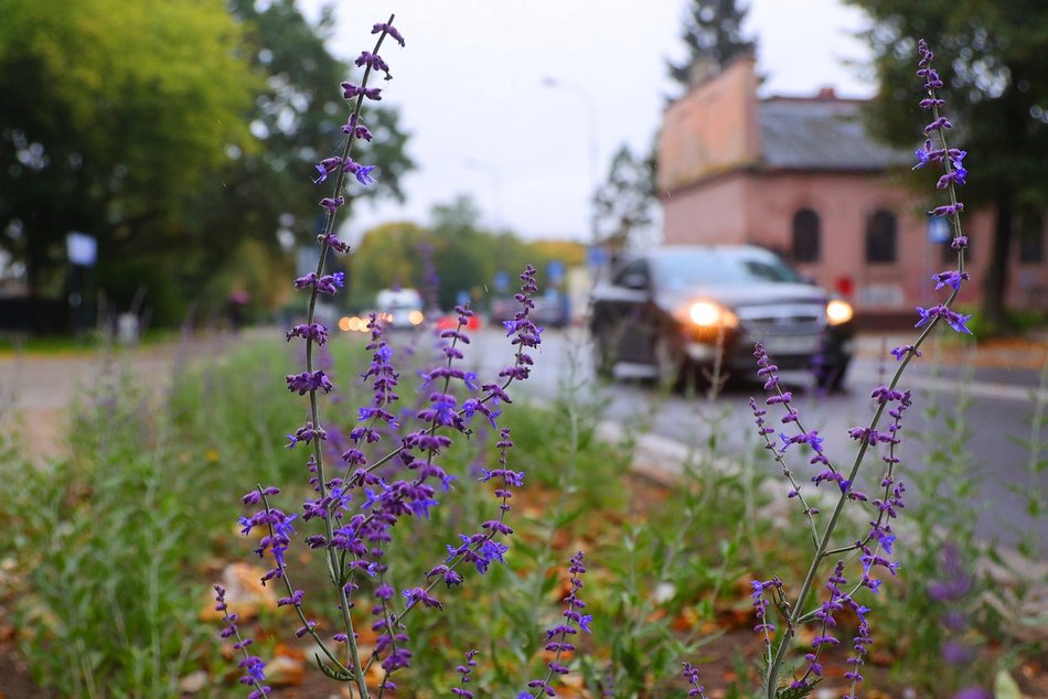 Kwitnie przy Sienkiewicza. Nowe rośliny w okolicy parku Abramowskiego
