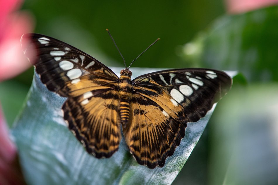 Łódź. Motylarnia w Orientarium Zoo Łódź już otwarta! Zobacz najpiękniejsze motyle świata