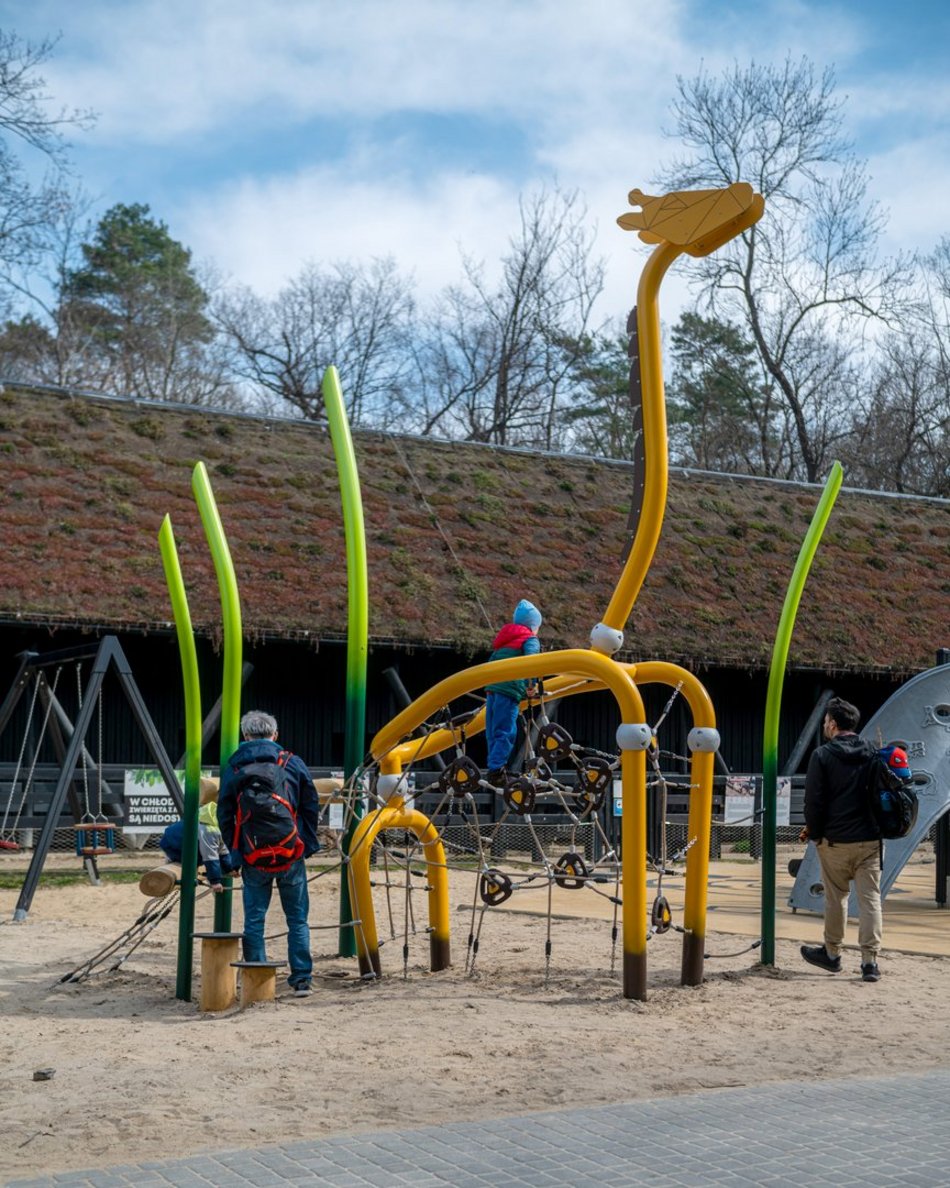 Łódź. Nowa żyrafa w Orientarium Zoo Łódź. Musisz ją poznać!