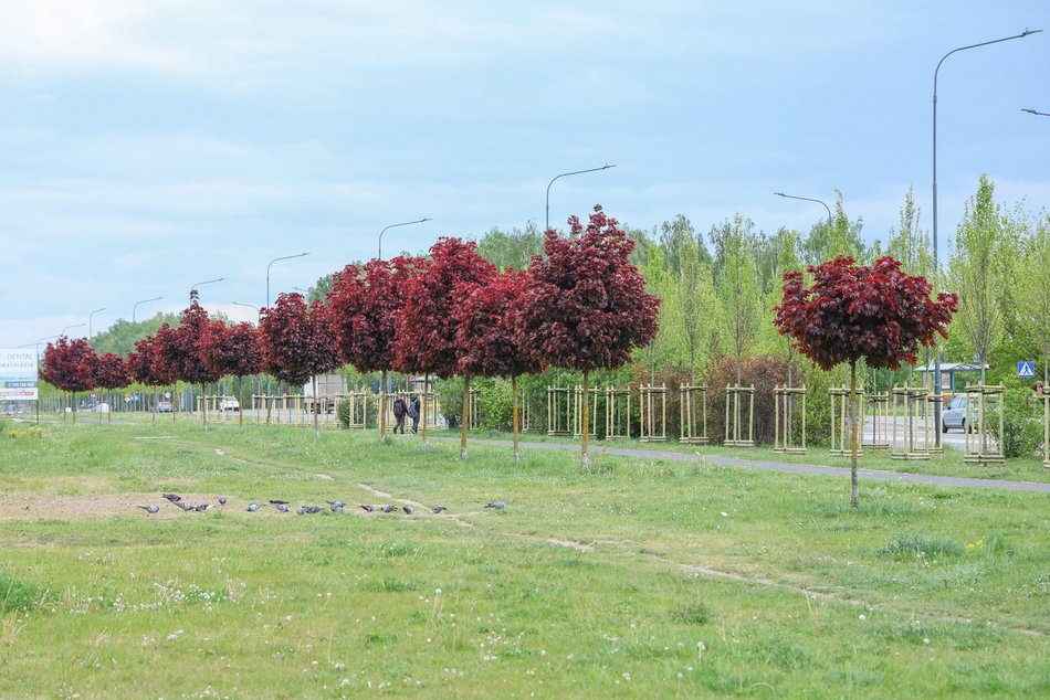 Łódź. Aż 100 nowych drzew na Olechowie w Łodzi! To Łodzianie wybrali lokalizację w plebiscycie