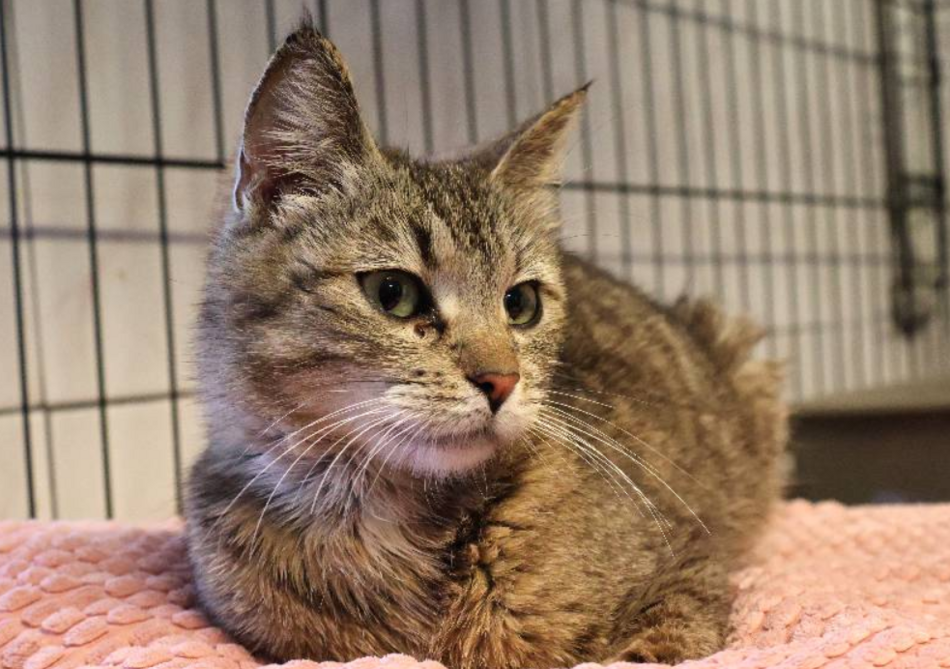 [Translate to Ukraiński:] Łódź. Schronisko w Łodzi otwiera drzwi dla miłośników kotów. Przyjdź, poznaj i... adoptuj!