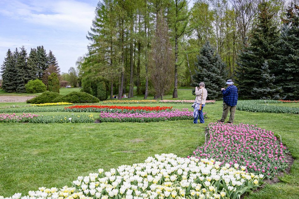 Morze tulipanów w Ogrodzie Botanicznym w Łodzi. Nie możesz tego przegapić