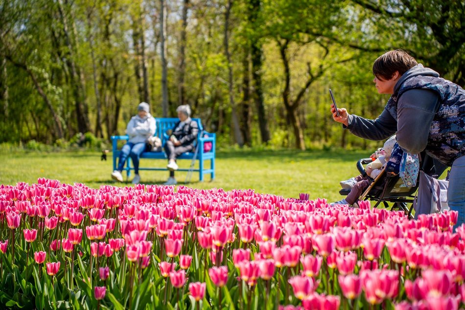 Łódź. Tysiące tulipanów w Ogrodzie Botanicznym w Łodzi. Przyjdź i zobacz je na własne oczy!