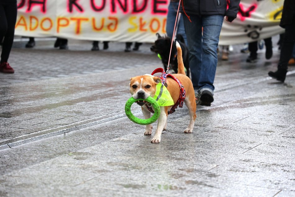 Łódź. Parada Kundelków przejdzie ulicami Łodzi. Merdające ogony przejmą Piotrkowską. Wpadnij ze swoim psem!