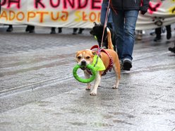 Łódź. Parada Kundelków przejdzie ulicami Łodzi. Merdające ogony przejmą Piotrkowską. Wpadnij ze swoim psem!