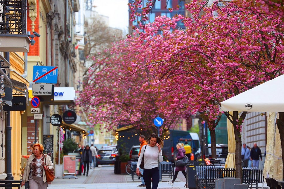 Przepiękne wiśnie kwitną na woonerfie Traugutta