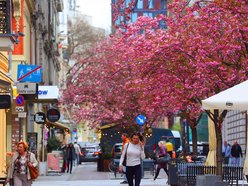Przepiękne wiśnie kwitną na woonerfie Traugutta