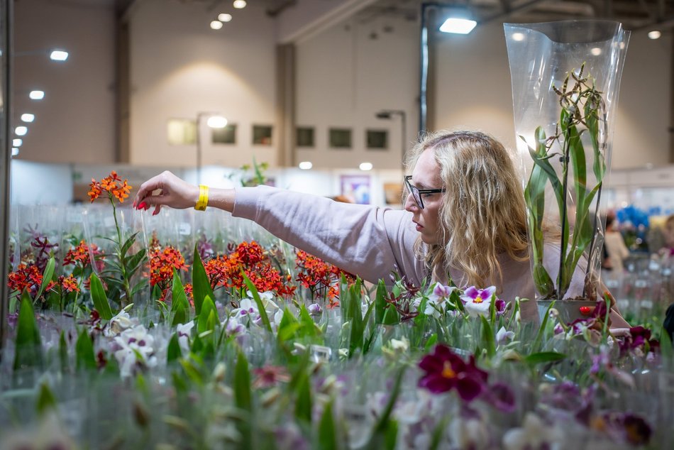 Łódź. World Flower Show w hali Expo Łódź. Przyjdź i zobacz orchidee, drzewa bonsai i sukulenty