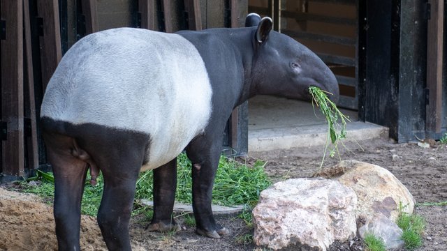 Orientarium Zoo Łódź wita nowego tapira malajskiego. Chyba wpadł do puszki z farbą! [ZDJĘCIA]