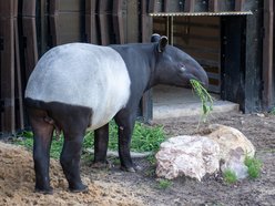 Nowy tapir w Orientarium Zoo Łódź