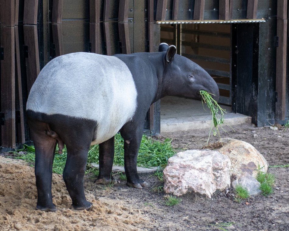 Nowy tapir w Orientarium Zoo Łódź