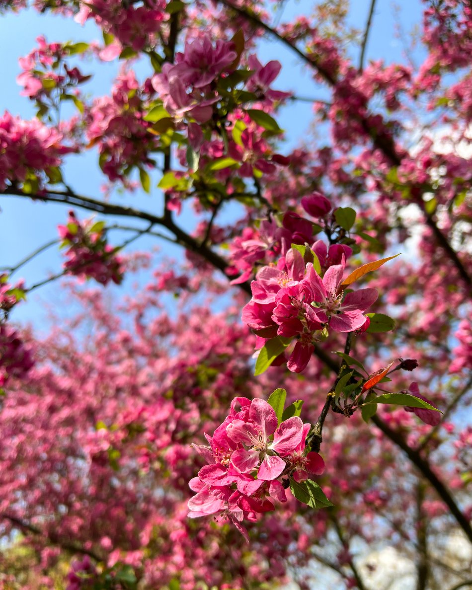 Wiosna w parku na Zdrowiu w Łodzi. Kwitnące drzewa i krzewy