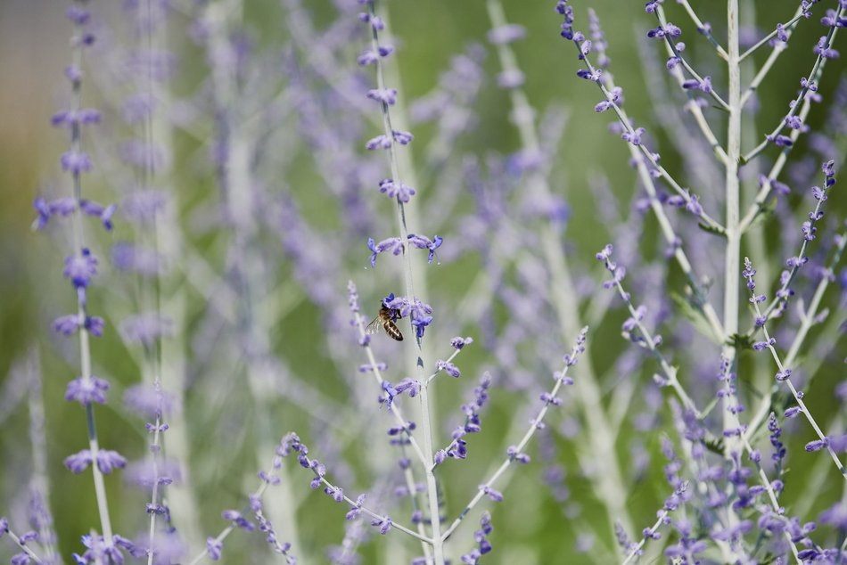 Kwiatowa łąka na ul. Kopcińskiego w Łodzi