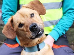 Znajdziesz miejsce dla Gryzaka ze schroniska w Łodzi? Nie pozwól mu tam zostać