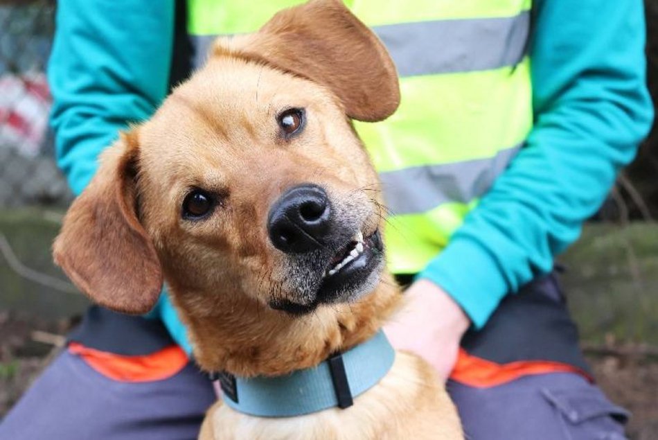 Znajdziesz miejsce dla Gryzaka ze schroniska w Łodzi? Nie pozwól mu tam zostać