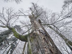 Buk z parku Źródliska w Łodzi ma 150 lat