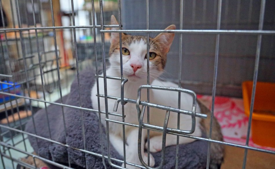 Schronisko w Łodzi. Mnóstwo zwierząt czeka na na nowy dom!