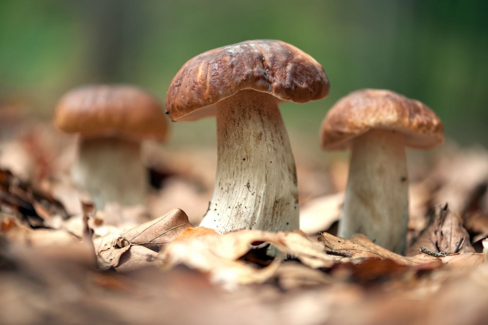 fot. Envato Elements