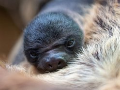 Łódź. Leniwiec urodził się w Orientarium Zoo Łódź! Ta buźka poprawi nastrój w deszczowy dzień