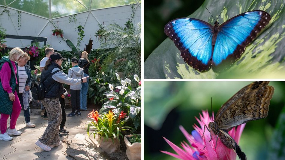 Łódź. Motylarnia w Orientarium Zoo Łódź już otwarta! Zobacz najpiękniejsze motyle świata