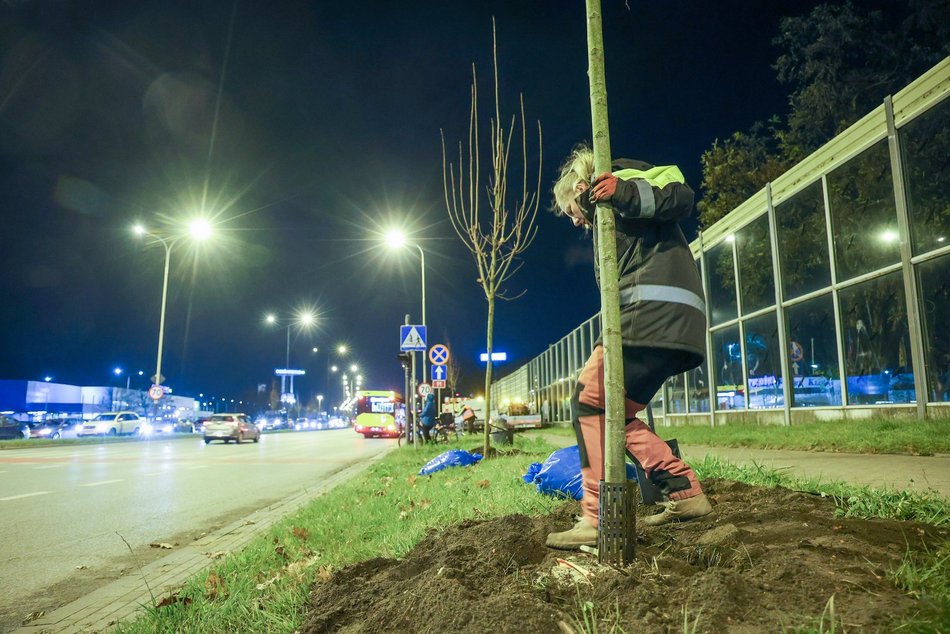 Łódź. Nowe drzewa przy Jana Pawła II