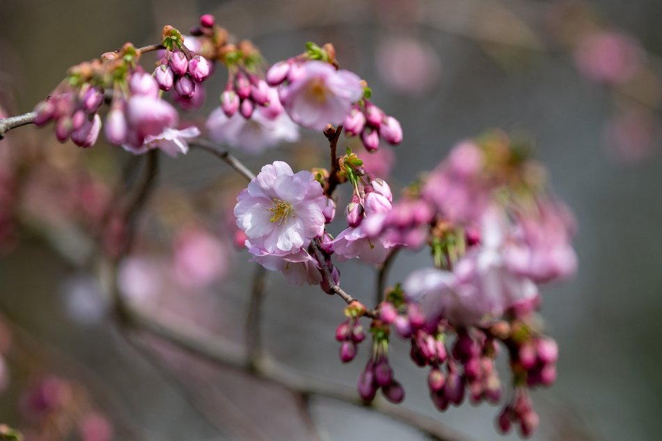 Wiosenny Ogród Botaniczny w Łodzi. Spacer wśród budzącej się do życia przyrody