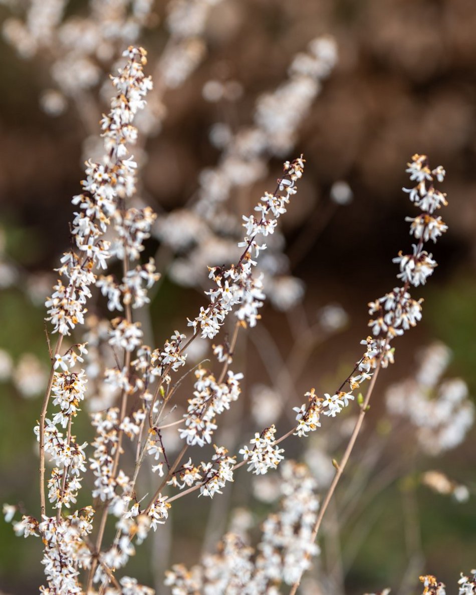Wiosenny Ogród Botaniczny w Łodzi. Spacer wśród budzącej się do życia przyrody