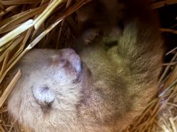 Łódź. Kolejne narodziny w Orientarium Zoo Łódź. Panda mała po raz trzeci została mamą!