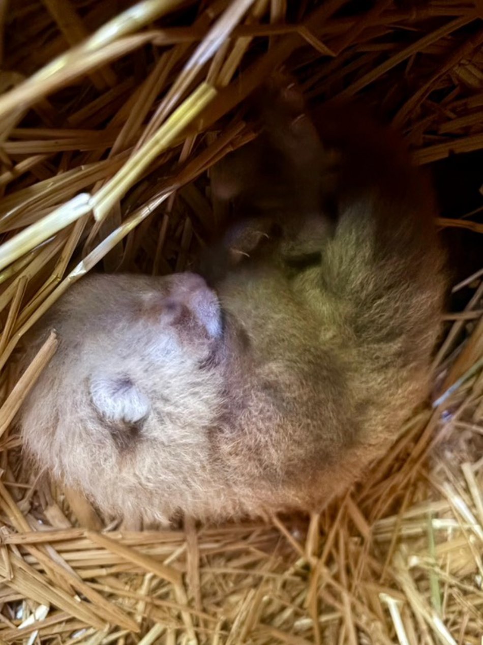 Łódź. Kolejne narodziny w Orientarium Zoo Łódź. Panda mała po raz trzeci została mamą!