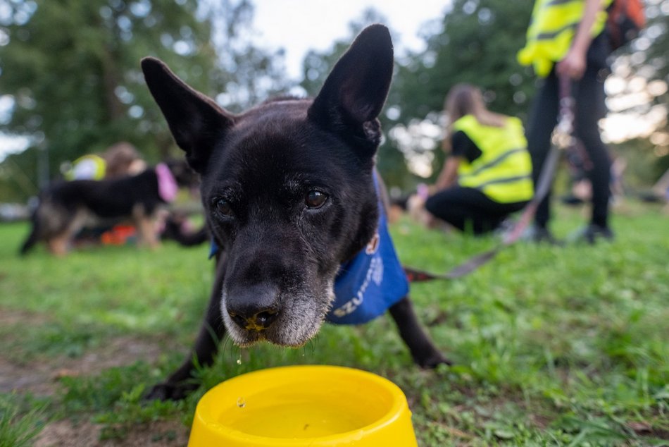 Łódź. Ostatni Psia Polówka w Łodzi za nami. Nic słodszego dziś nie zobaczysz!