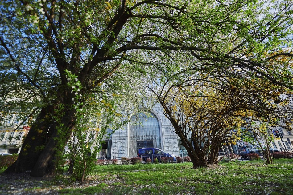 Łódź. Wiosna zagościła na skwerze przy Narutowicza i Sienkiewicza. Przyroda w Łodzi zachwyca!