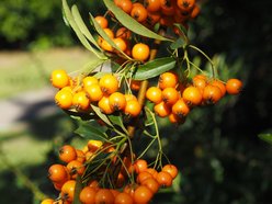 Ogród Botaniczny w Łodzi i Palmiarnia - atrakcje na otwarcie jesieni