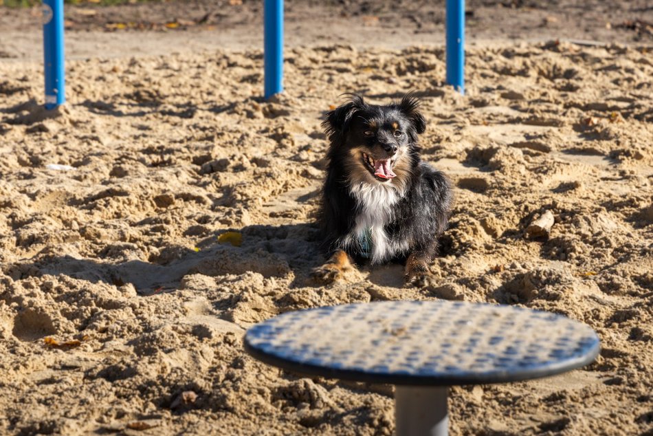 Nowy psi park w Łodzi! Podzielony na dwie strefy – do treningu agility i do zabawy