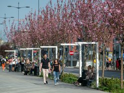 Łódź. Łódź weszła w lato na zielono! Tysiące nowych drzew, kwiaty i trawniki