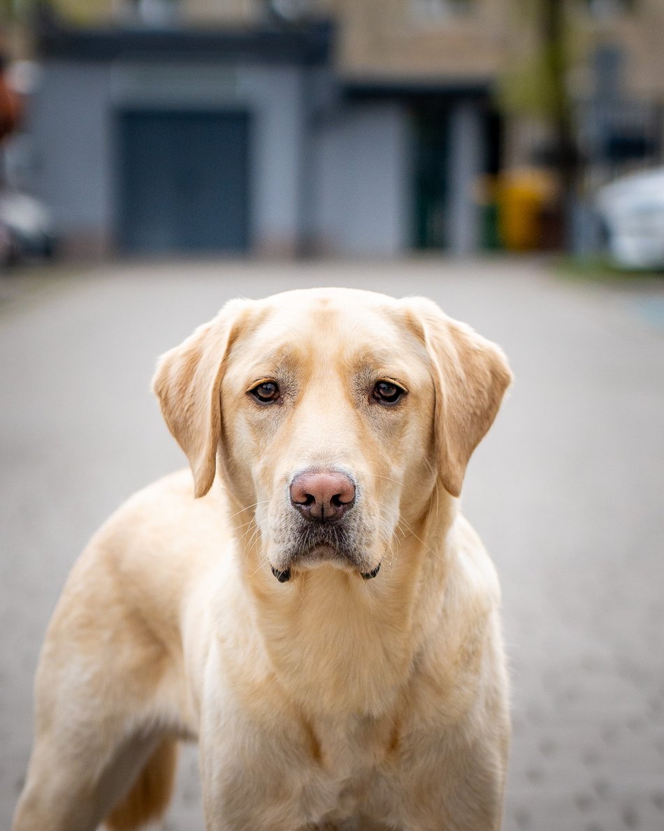Łódź. Strażnik Maks. Uroczy labrador nowym funkcjonariuszem Straży Miejskiej w Łodzi
