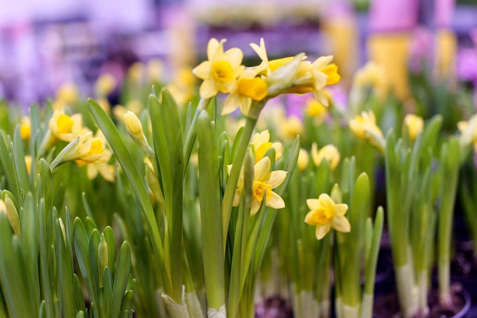 Łódź. Przyjdź na Festiwal Roślin w EC1 Łódź! Nowe gatunki, okazy kolekcjonerskie i więcej