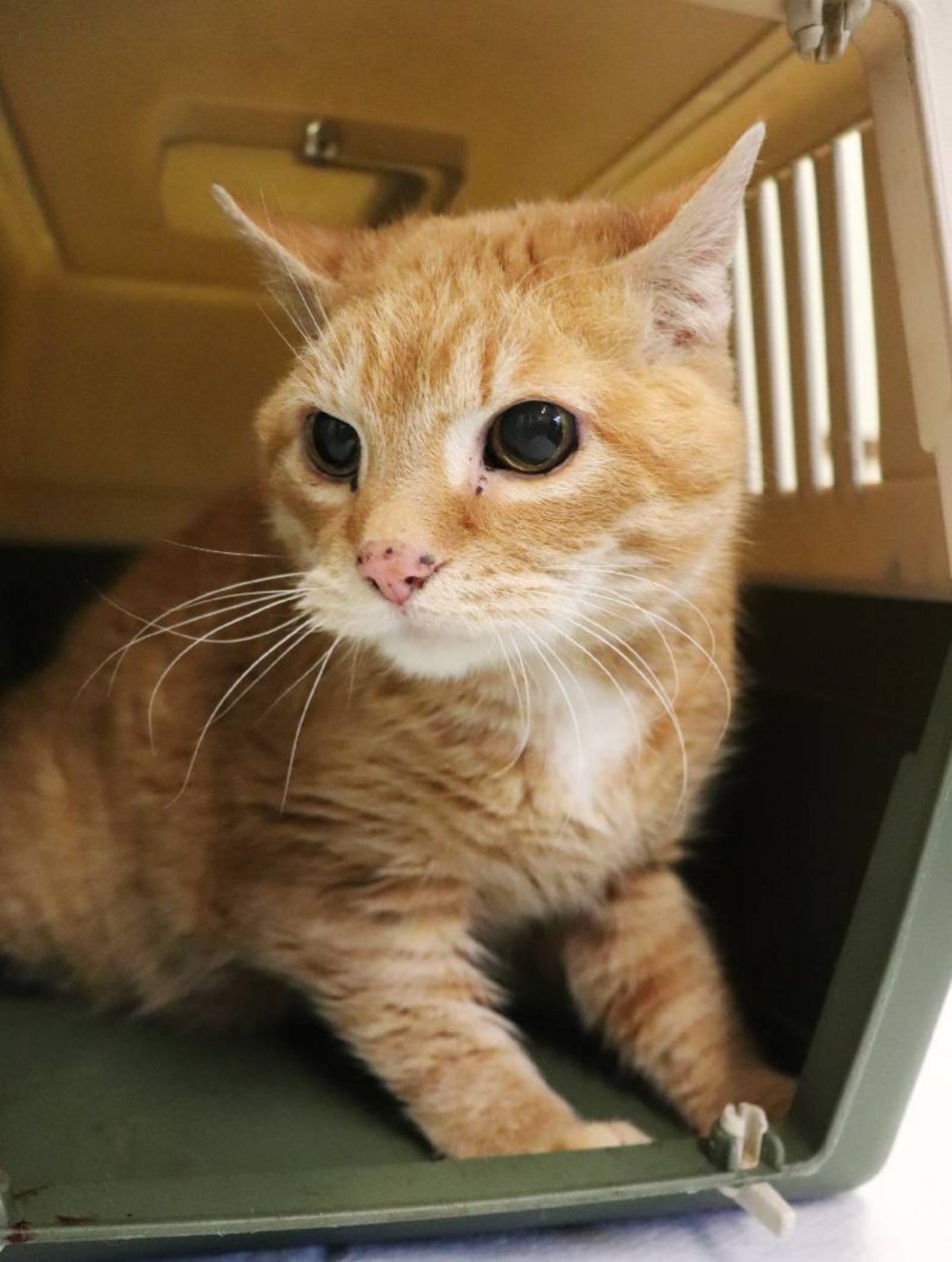 Łódź. Henia ze schroniska w Łodzi czeka na nowego opiekuna. Takie koty to niezwykła rzadkość!