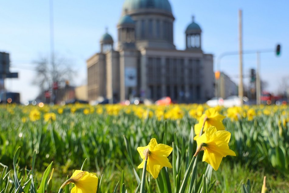 Żonkile opanowały rondo Solidarności w Łodzi. Zwróć na nie uwagę, kiedy stoisz na światłach