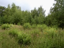 Dwa nowe parki leśne w Łodzi