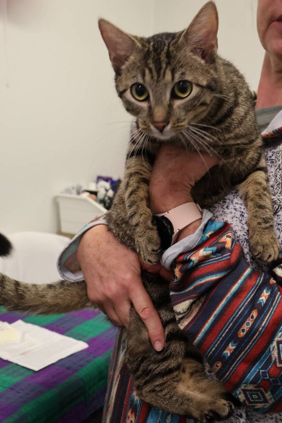 Łódź. Hela to pasażerka na gapę. W schronisku w Łodzi czeka na swój nowy dom