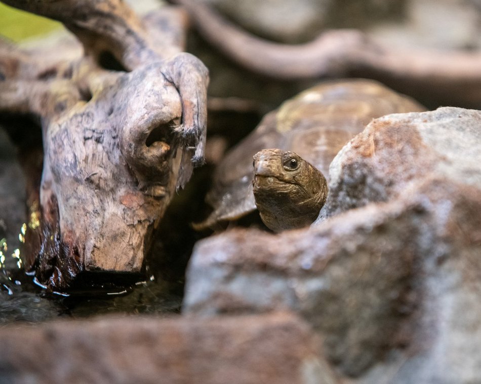 Nowy wybieg dla żółwi w Orientarium Zoo Łódź. Przybędzie 5 nowych osobników.